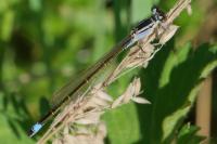 Ischnura elegans