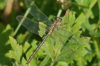 Gomphus pulchellus