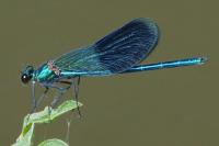 Calopteryx splendens