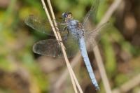 Orthetrum brunneum