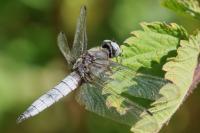 Libellula fulva
