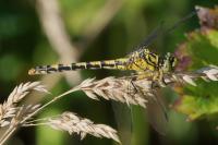 Onychogomphus forcipatus
