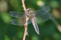Libellula fulva