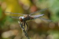 Libellula fulva