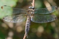Libellula fulva