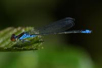 Erythromma viridulum