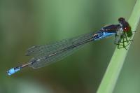 Erythromma viridulum