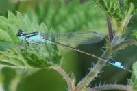 Ischnura elegans