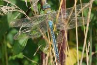 Anax imperator
