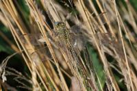 Gomphus pulchellus