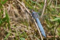 Orthetrum brunneum