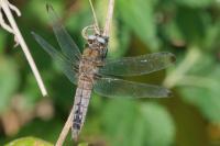 Libellula fulva