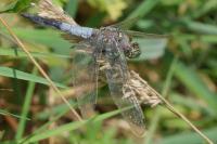 Orthetrum cancellatum