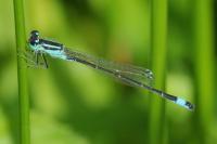 Ischnura elegans