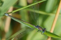 Lestes sponsa