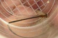 Ischnura elegans