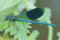Calopteryx splendens
