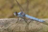 Orthetrum brunneum