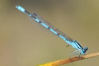 Enallagma cyathigerum