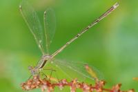 Lestes barbarus