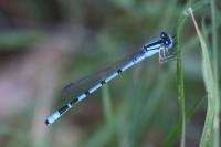 Enallagma cyathigerum