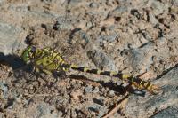 Onychogomphus forcipatus