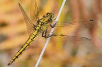 Orthetrum cancellatum