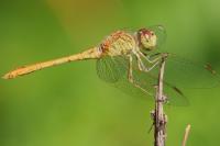 Sympetrum meridionale