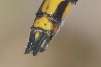 Orthetrum cancellatum