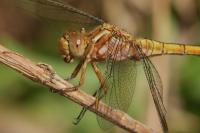 Sympetrum meridionale