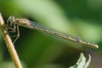 Enallagma cyathigerum
