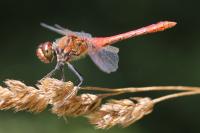 Sympetrum sanguineum