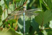 Anax imperator