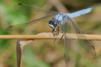 Orthetrum brunneum