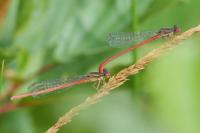 Ceriagrion tenellum