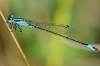 Ischnura elegans