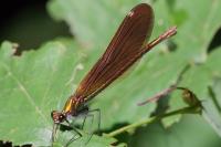 Calopteryx virgo