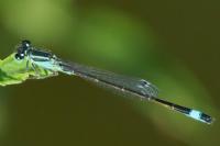 Ischnura elegans