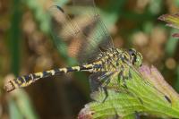 Onychogomphus forcipatus
