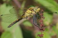 Orthetrum cancellatum