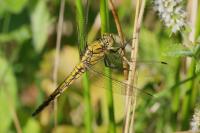 Orthetrum cancellatum