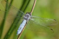 Orthetrum brunneum
