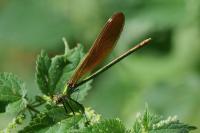 Calopteryx virgo