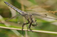 Orthetrum cancellatum