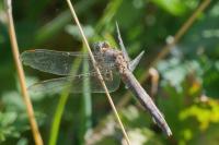 Orthetrum brunneum