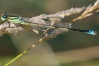 Ischnura elegans