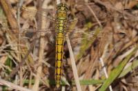 Orthetrum cancellatum