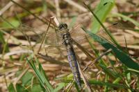 Orthetrum cancellatum