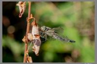 Orthetrum cancellatum