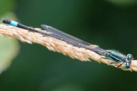 Ischnura elegans